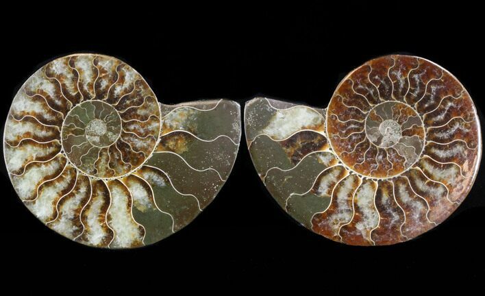 Sliced Fossil Ammonite Pair - Agatized #37169